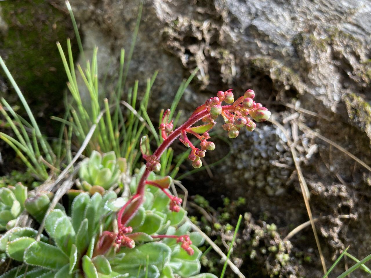Saxifraga cotyledon flower