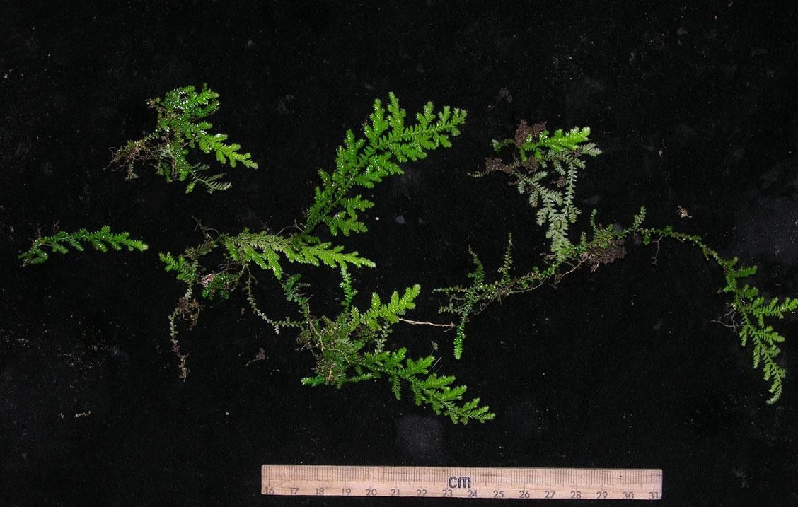 Selaginella flagellata other