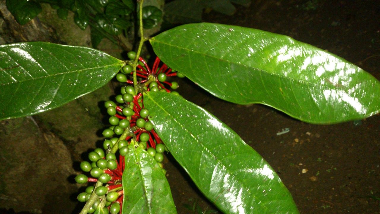 Guatteria diospyroides fruit