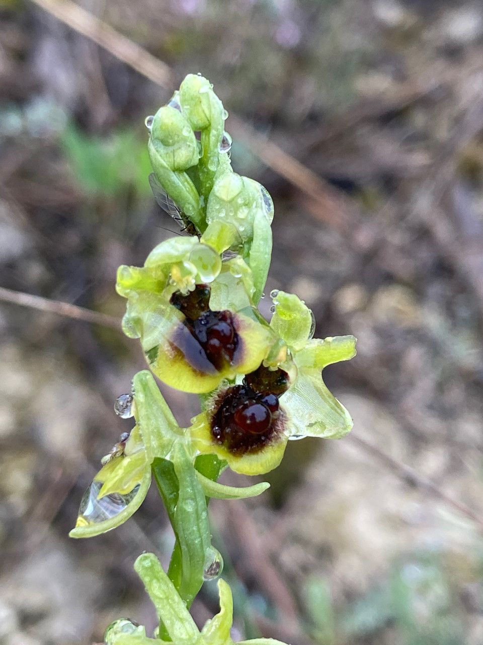 Ophrys virescens flower