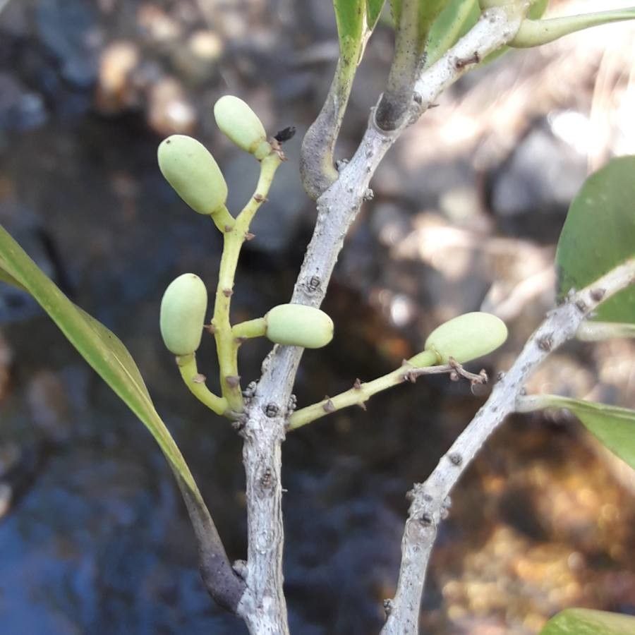 Osmanthus austrocaledonicus fruit