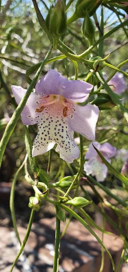 Eremophila divaricata flower