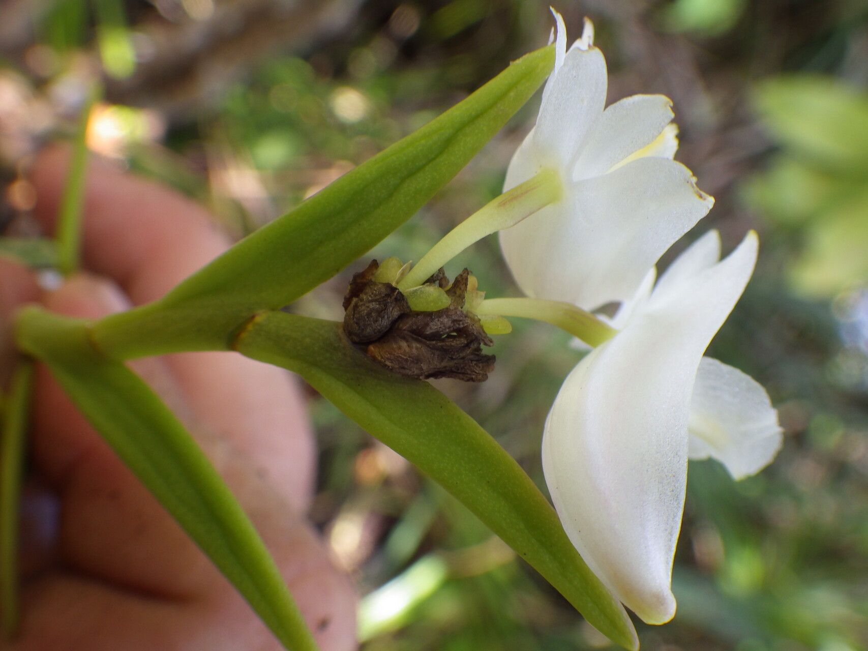 Dendrobium sphenochilum — houseplant care guide