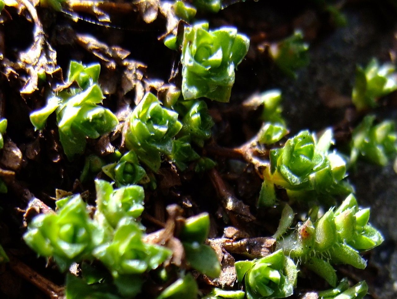 Saxifraga retusa habit