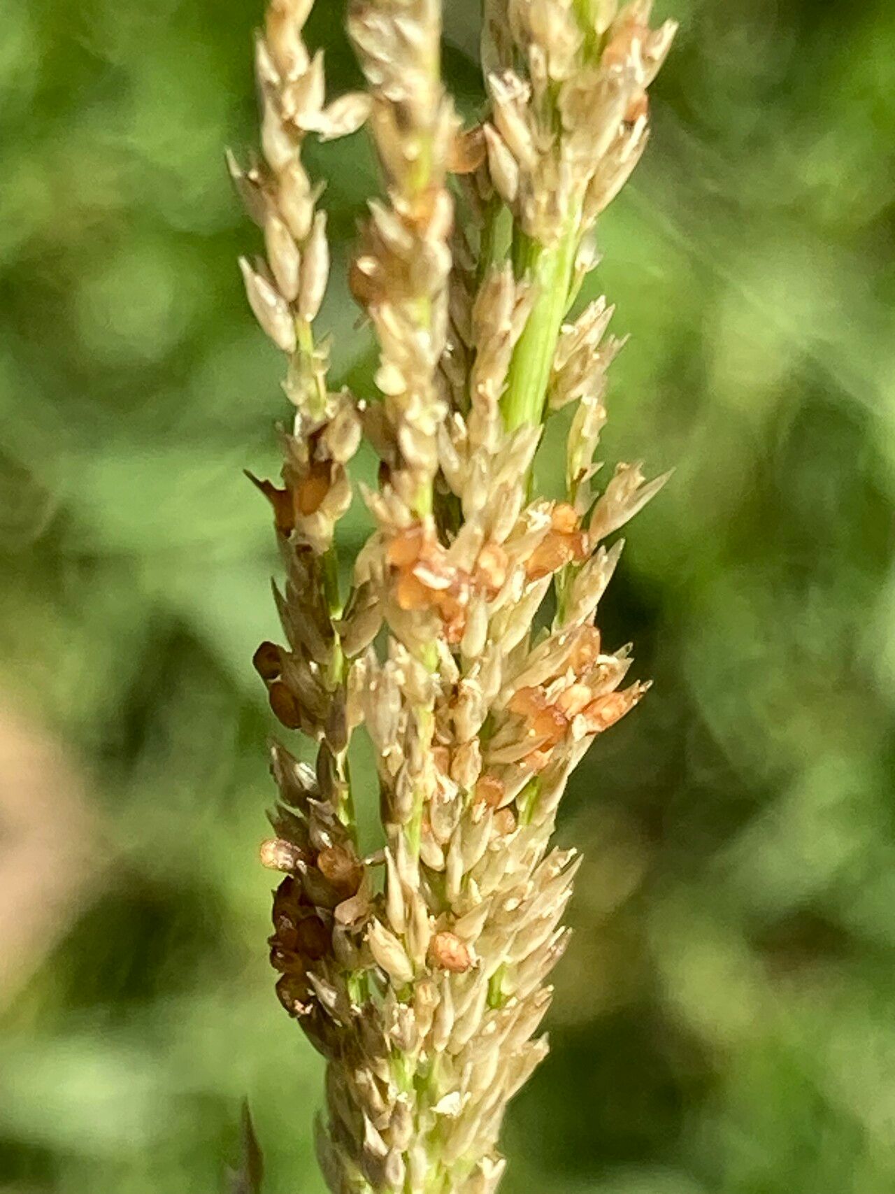 Sporobolus fertilis fruit