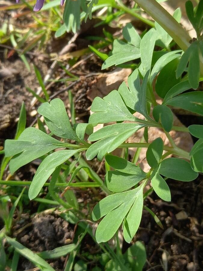 Corydalis solida leaf