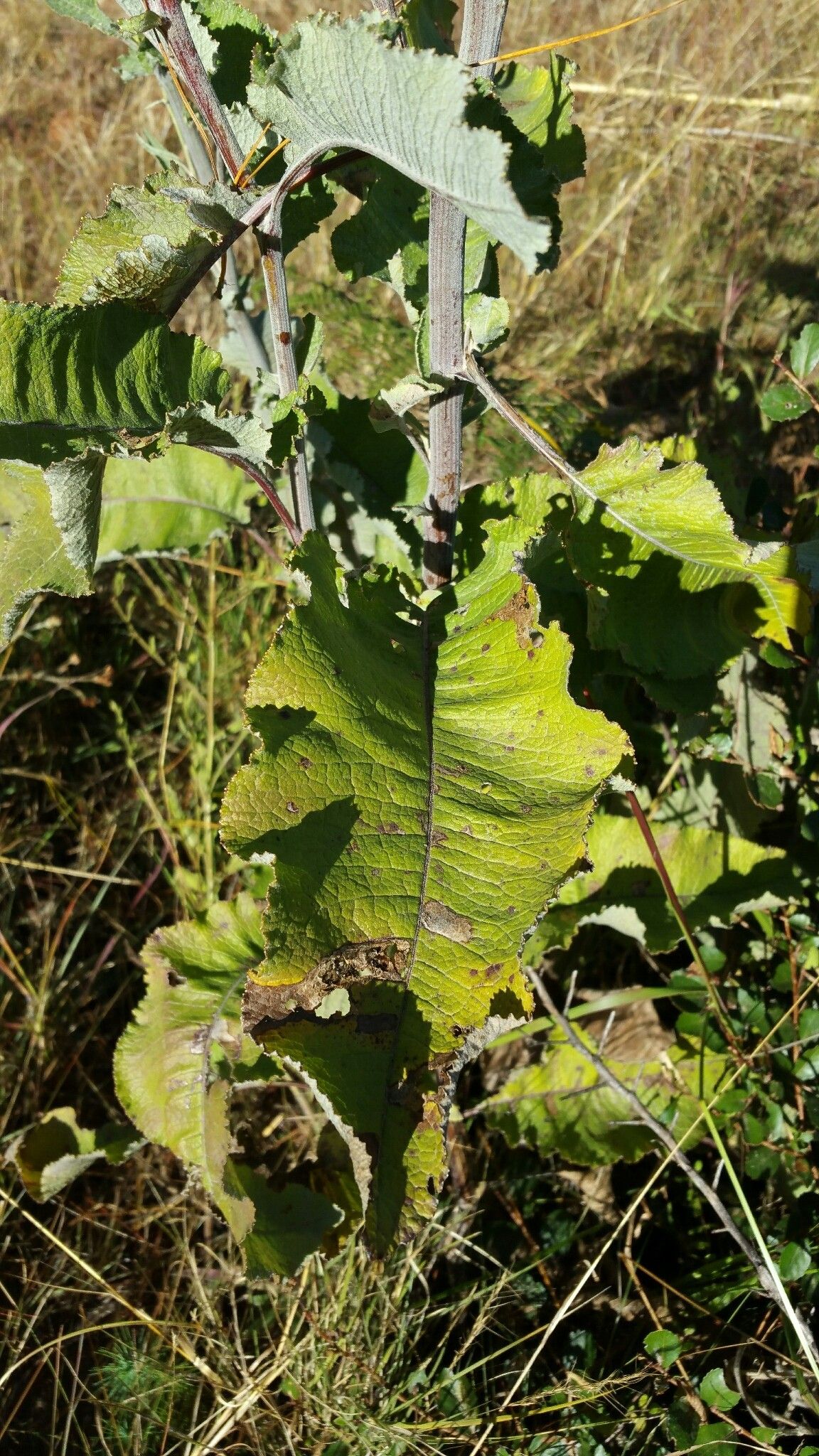 Senecio cochlearifolius — houseplant care guide