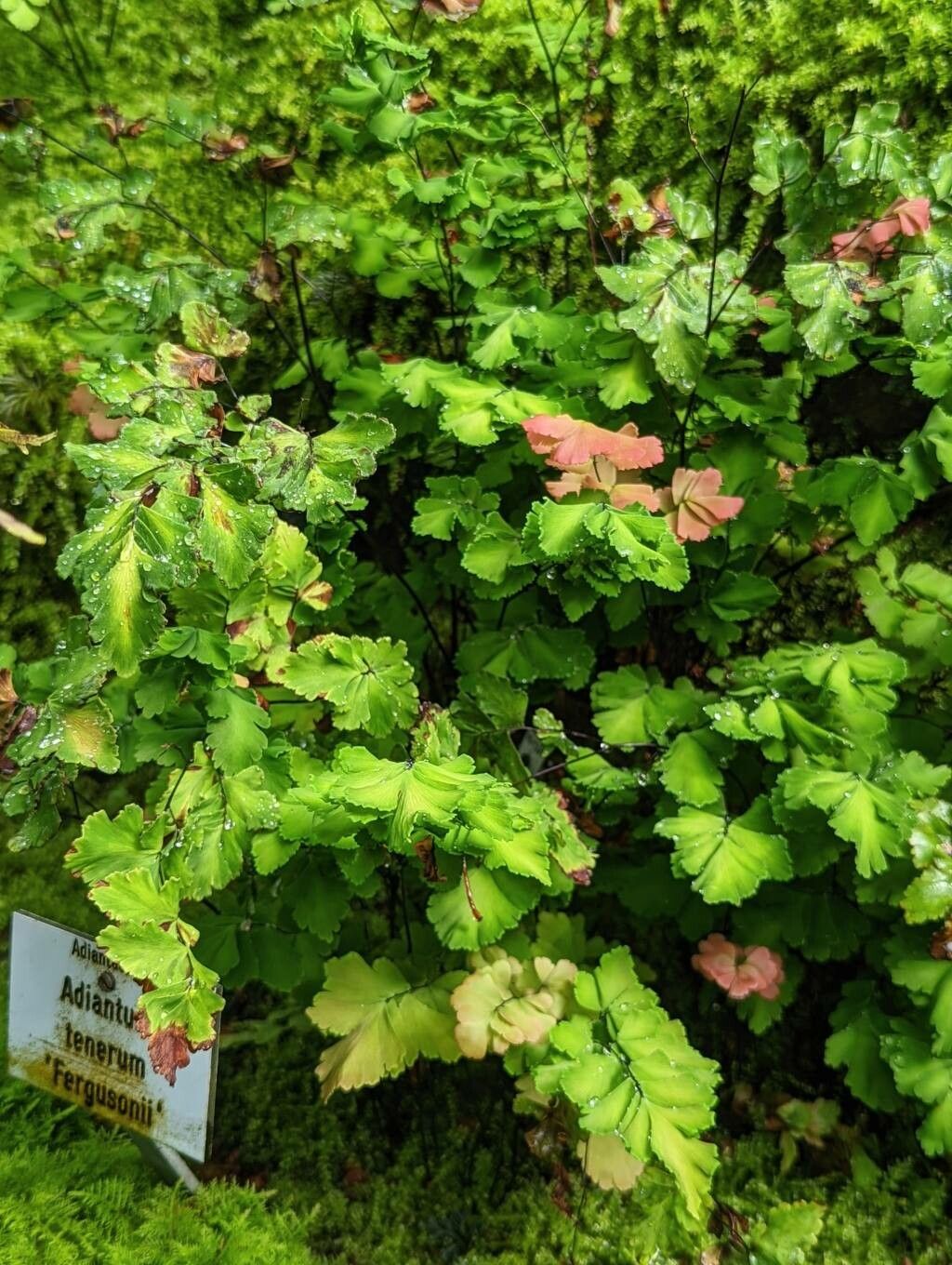 Adiantum tenerum habit