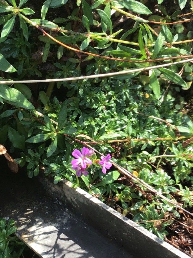 Chaenorhinum origanifolium flower