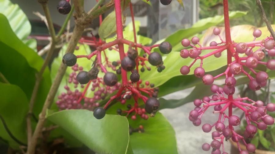 Medinilla speciosa fruit