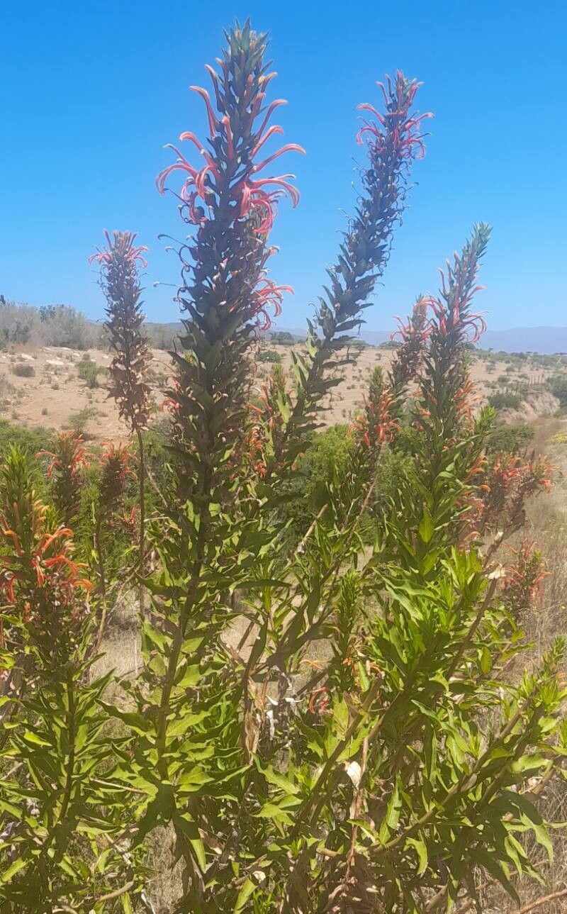 Lobelia excelsa habit