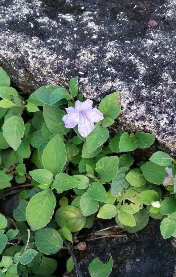 Ruellia prostrata flower