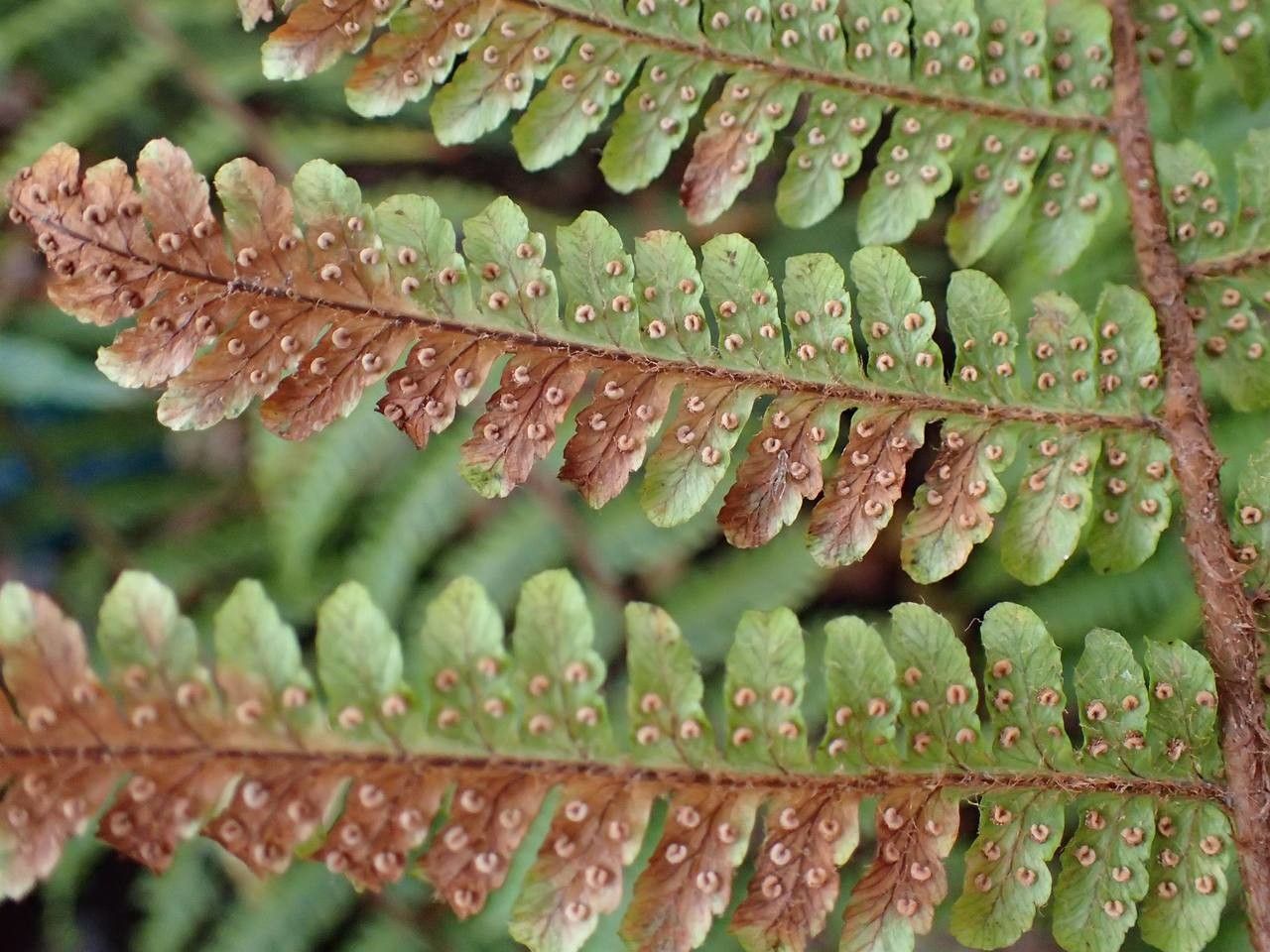 Dryopteris crassirhizoma — search result for 'Dryopteris'