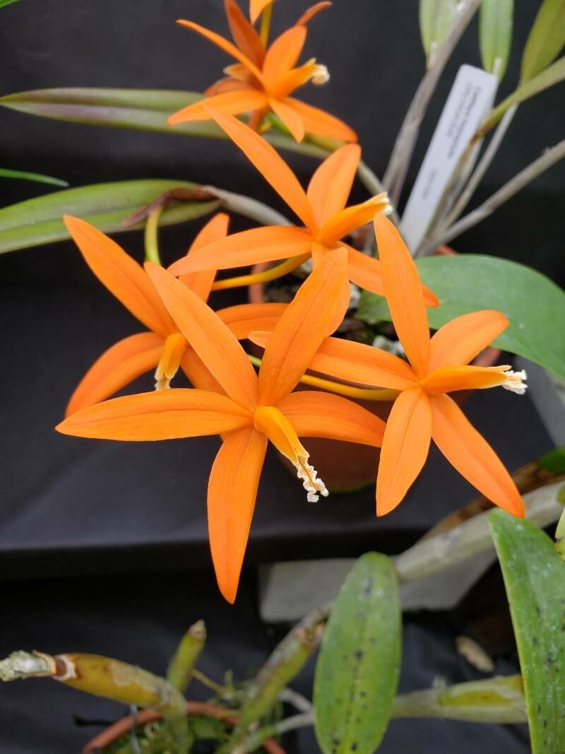 Cattleya harpophylla flower
