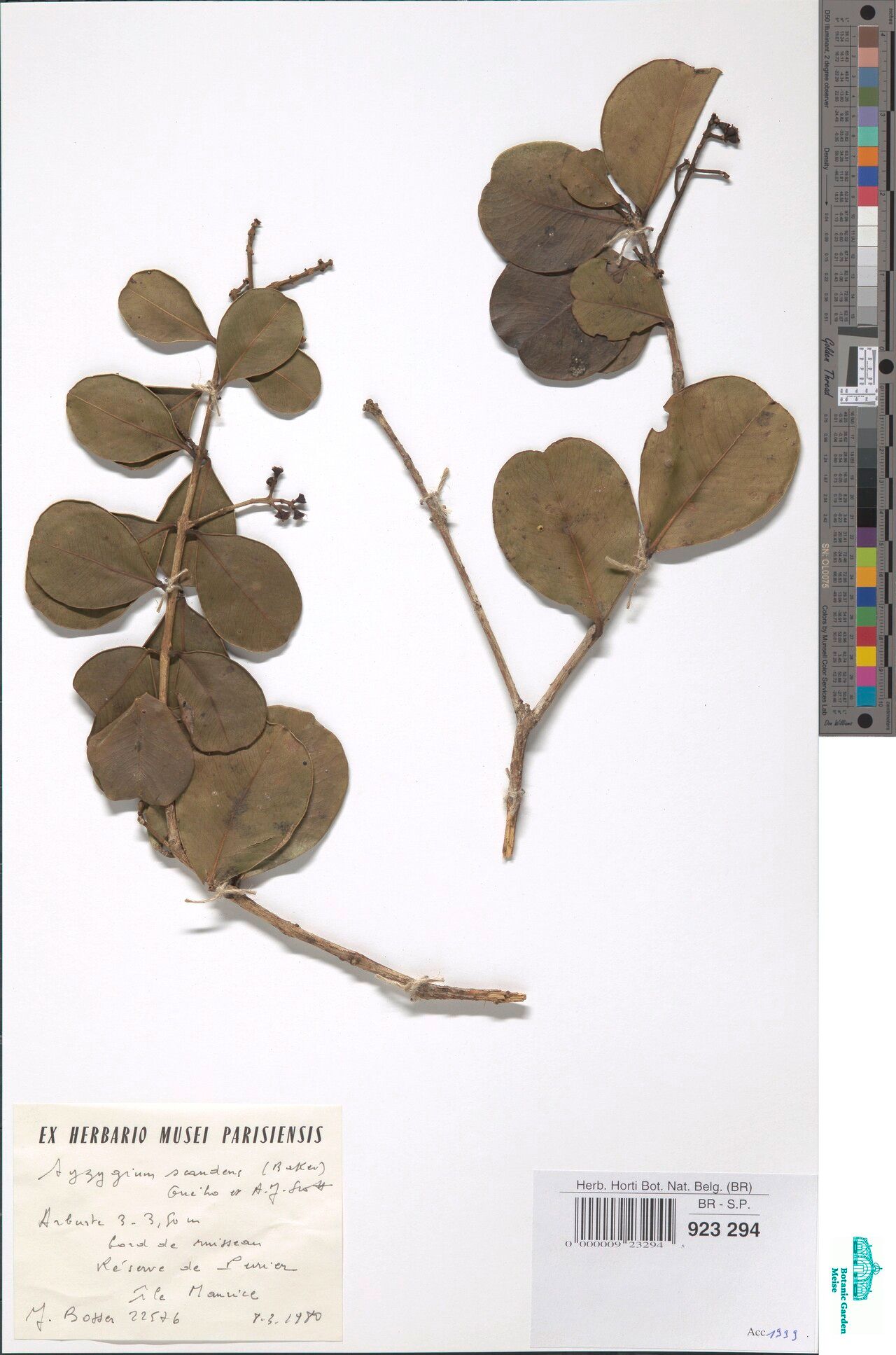 Syzygium latifolium — houseplant care guide