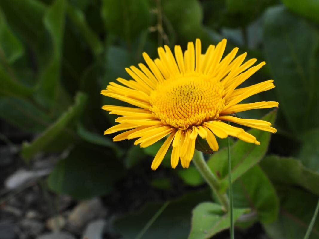 Buphthalmum speciosissimum flower