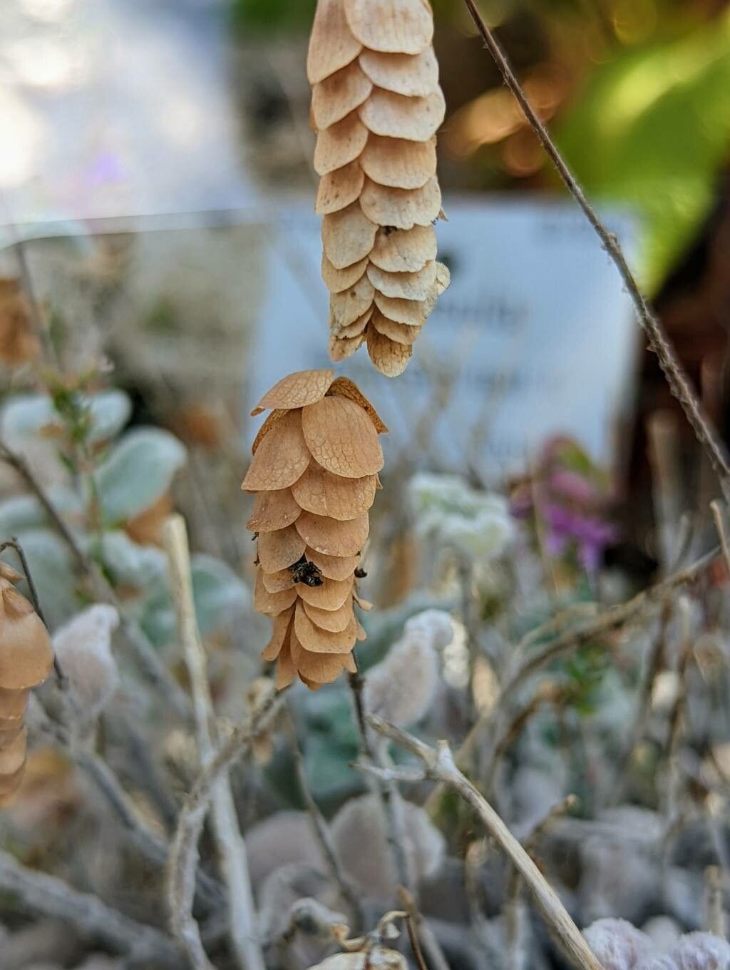 Origanum dictamnus fruit