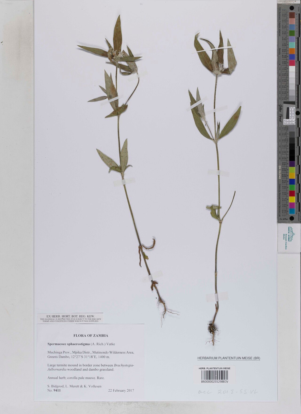 Spermacoce sphaerostigma — search result for 'Spermacoce'