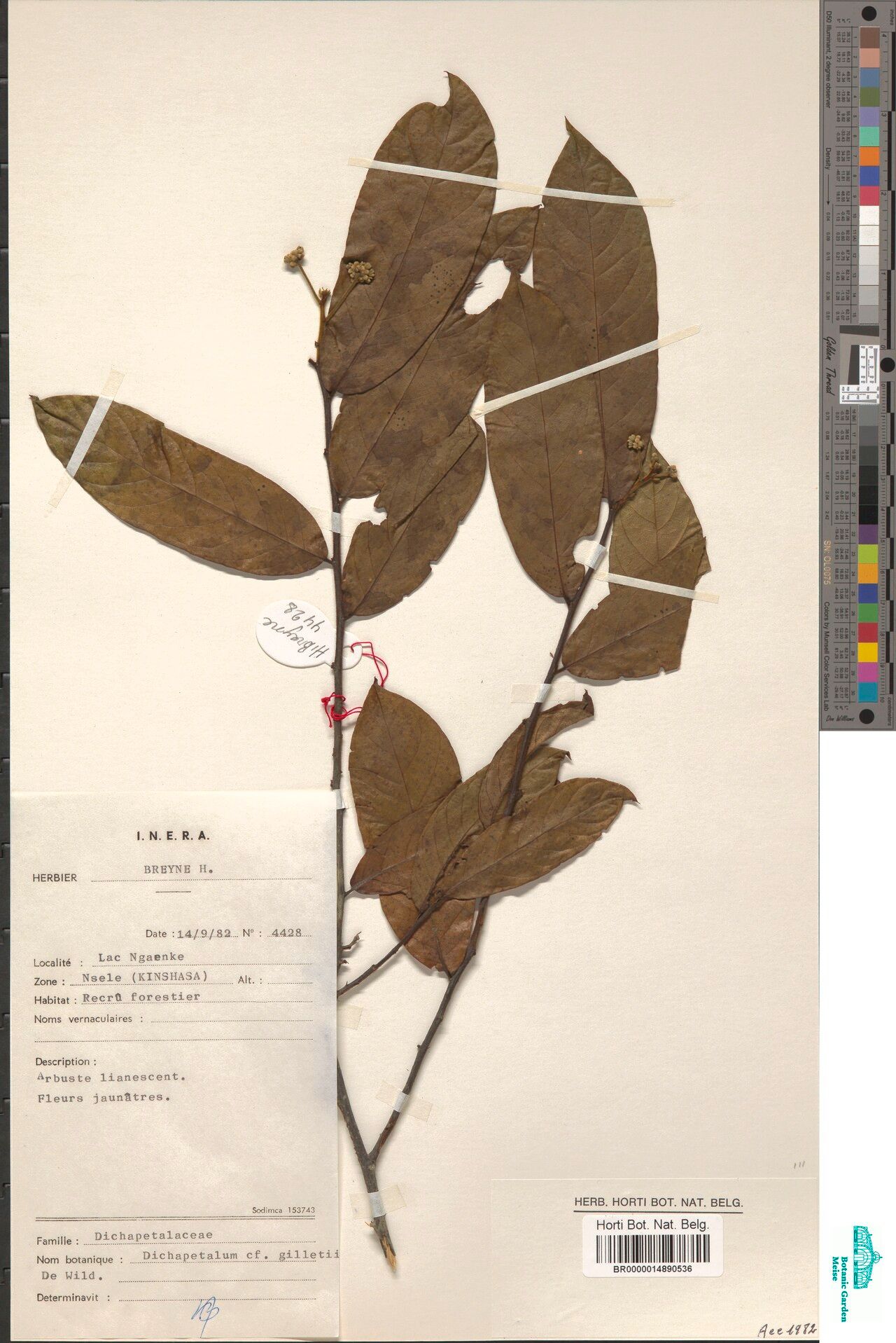 Dichapetalum gilletii — houseplant care guide