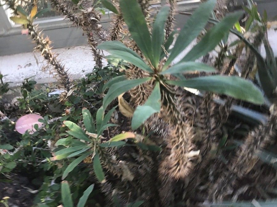 Euphorbia didiereoides leaf