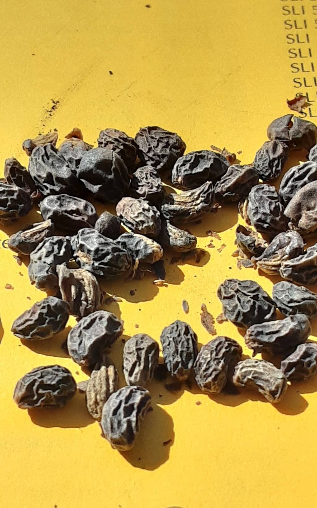 Monstera costaricensis