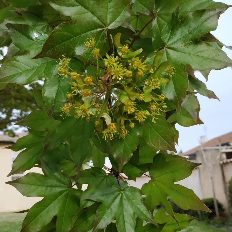 Acer cappadocicum flower