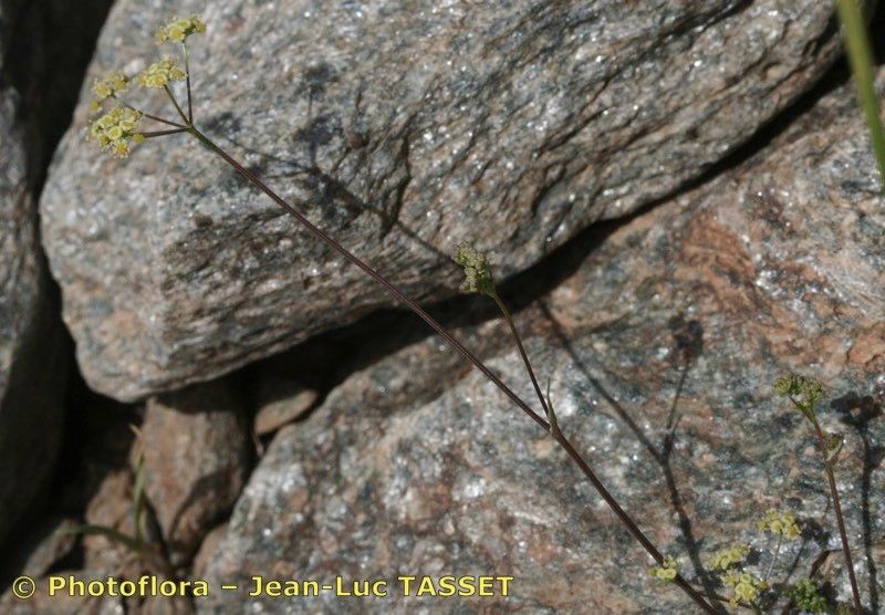 Pimpinella procumbens other