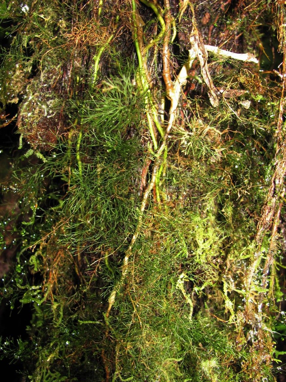 Trichomanes capillaceum habit