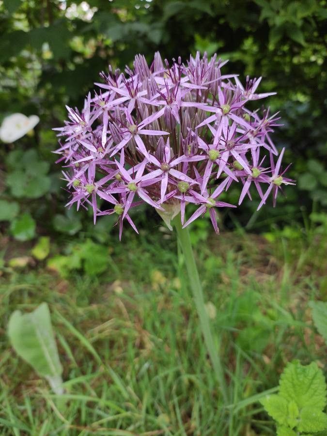 Allium nigrum flower