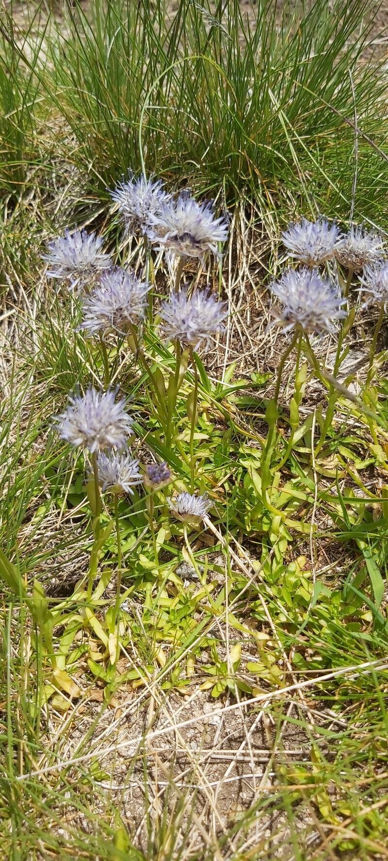 Jasione bulgarica flower