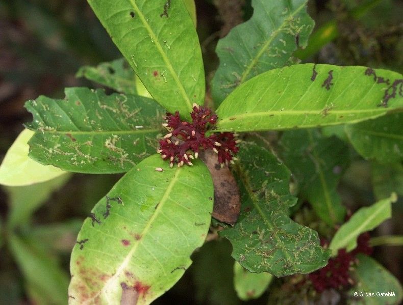 Ixora schlechteri — search result for 'Ixora'