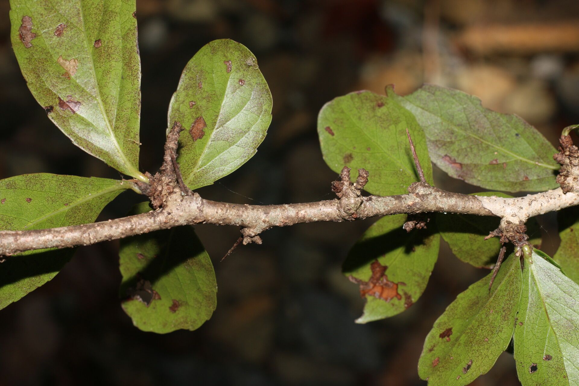 Xylosma horrida bark
