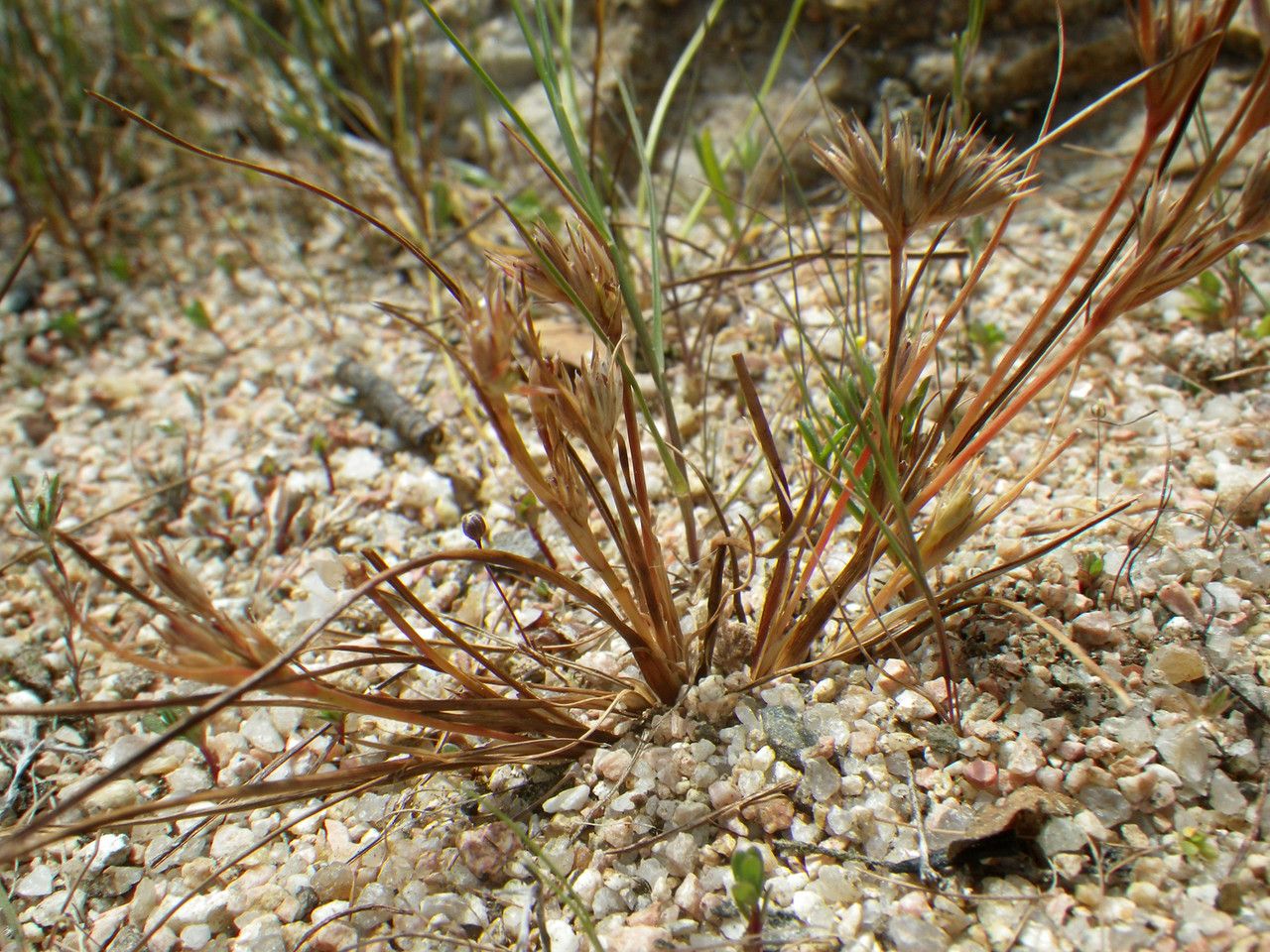 Juncus hybridus habit