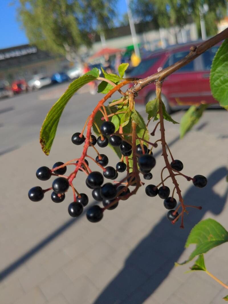 Prunus glandulifolia fruit