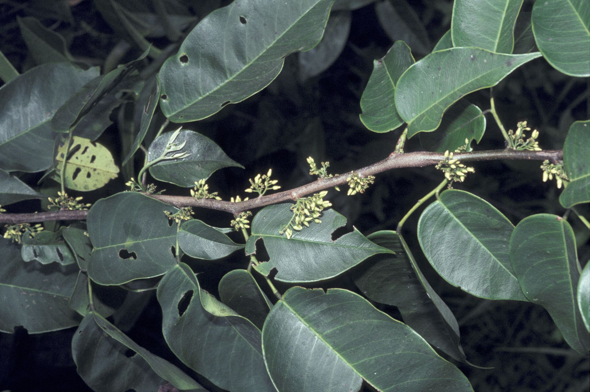 Dalbergia monetaria other