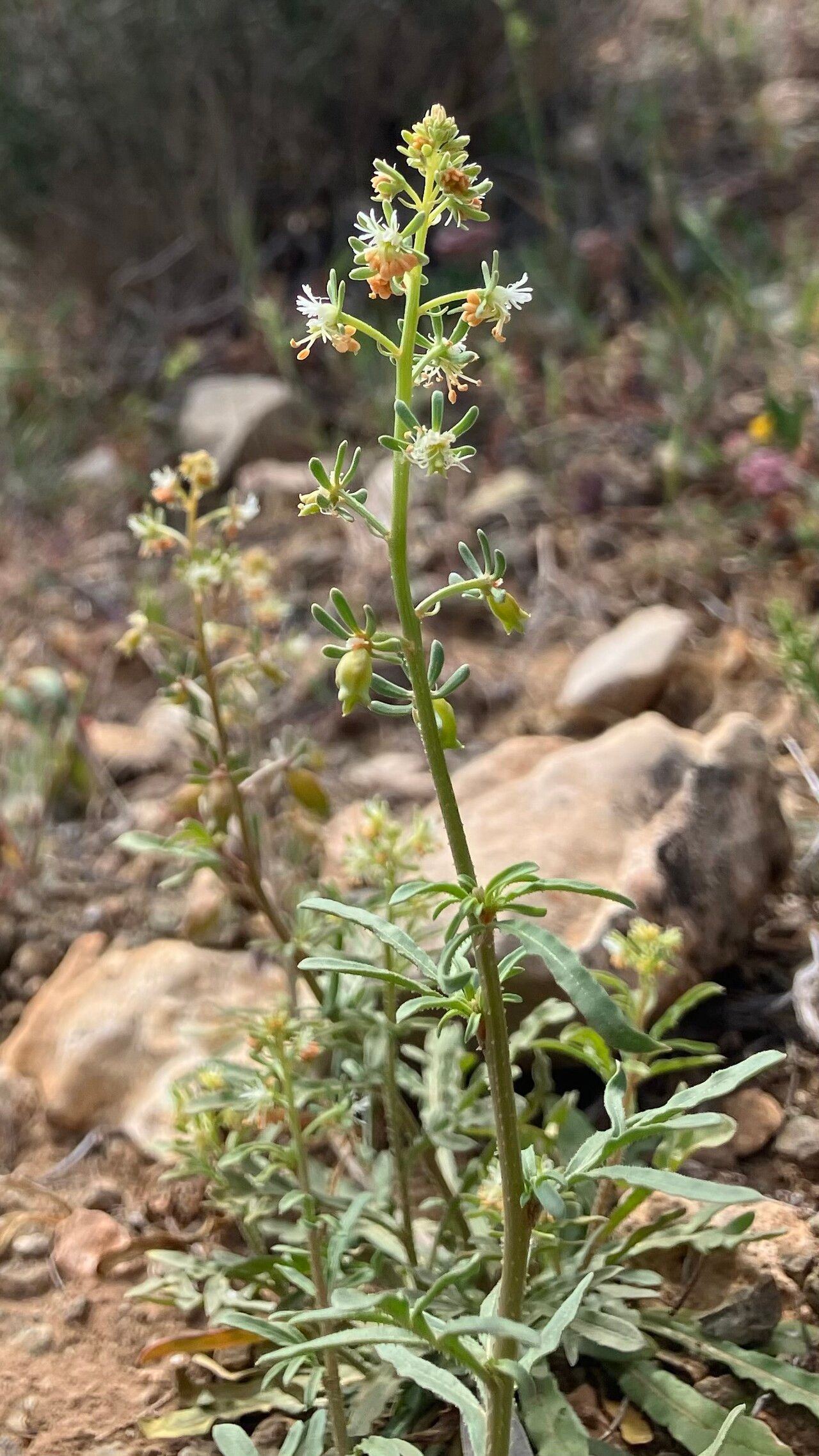 Reseda minoica — search result for 'Reseda'