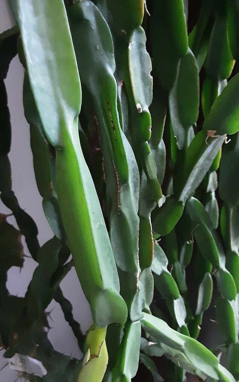 Rhipsalis paradoxa leaf