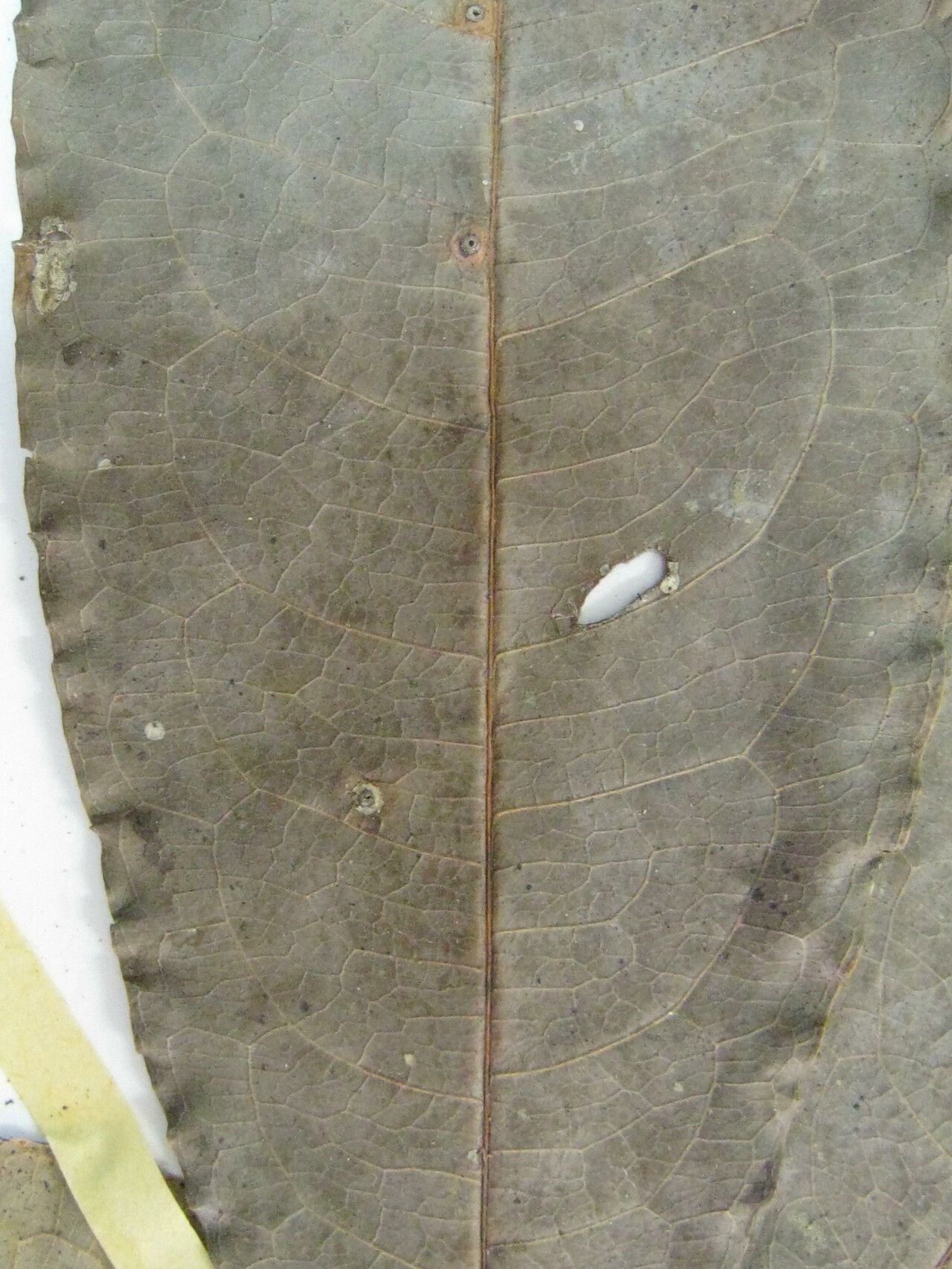 Mabea salicoides — houseplant care guide