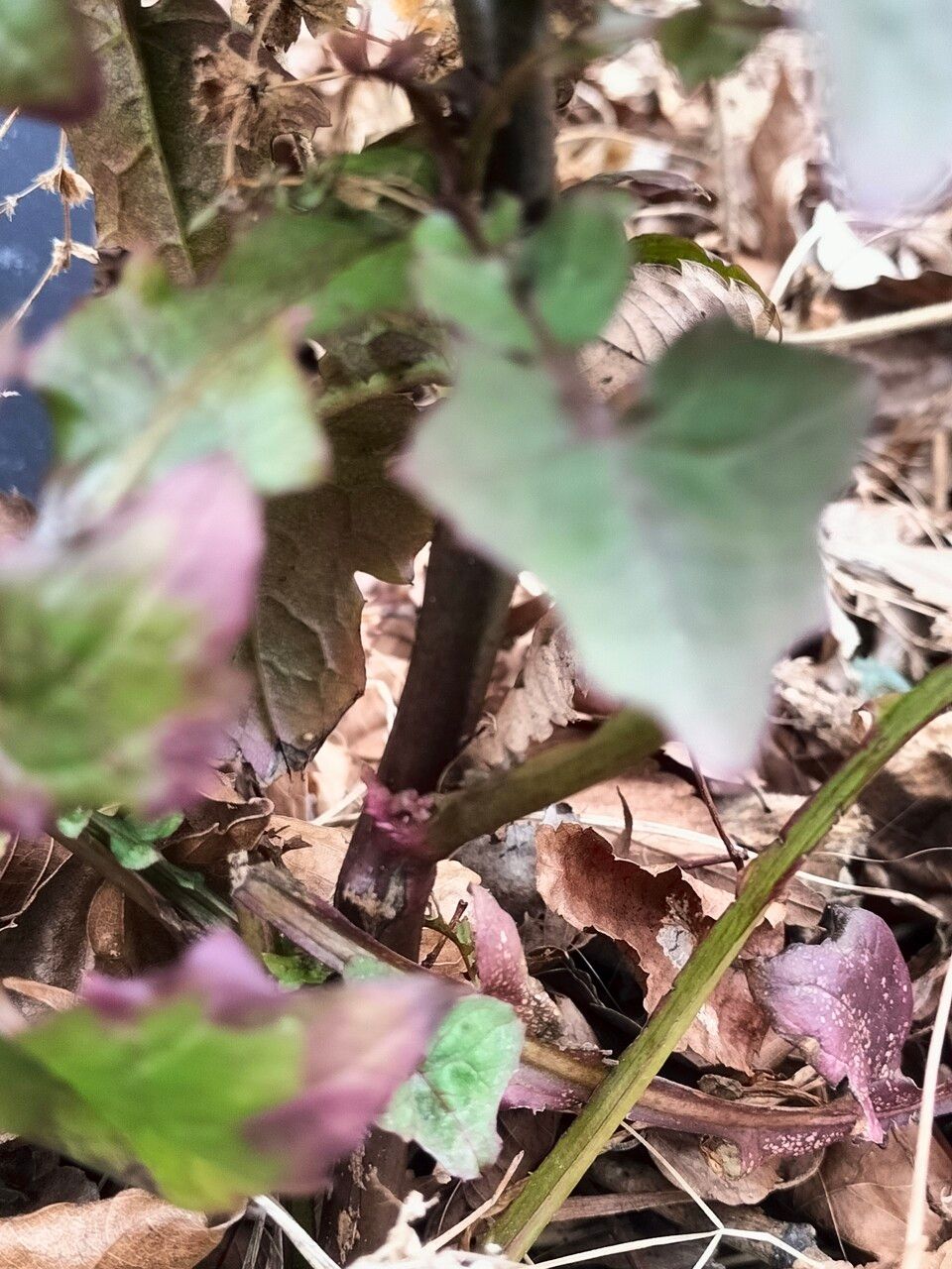 Mycelis muralis bark