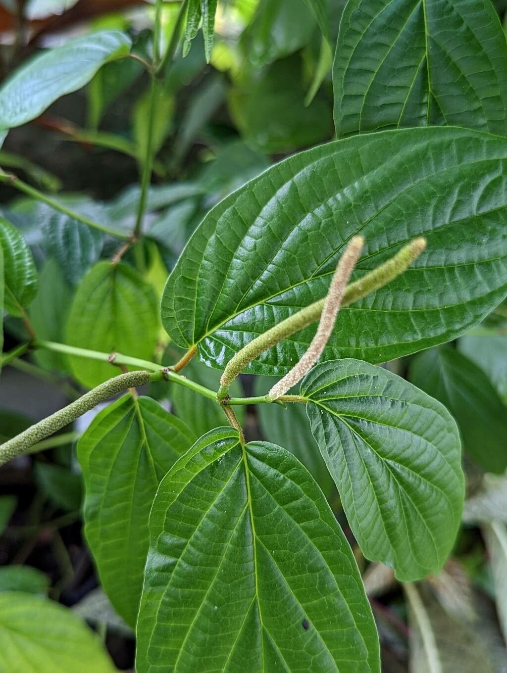 Piper dolichotrichum leaf