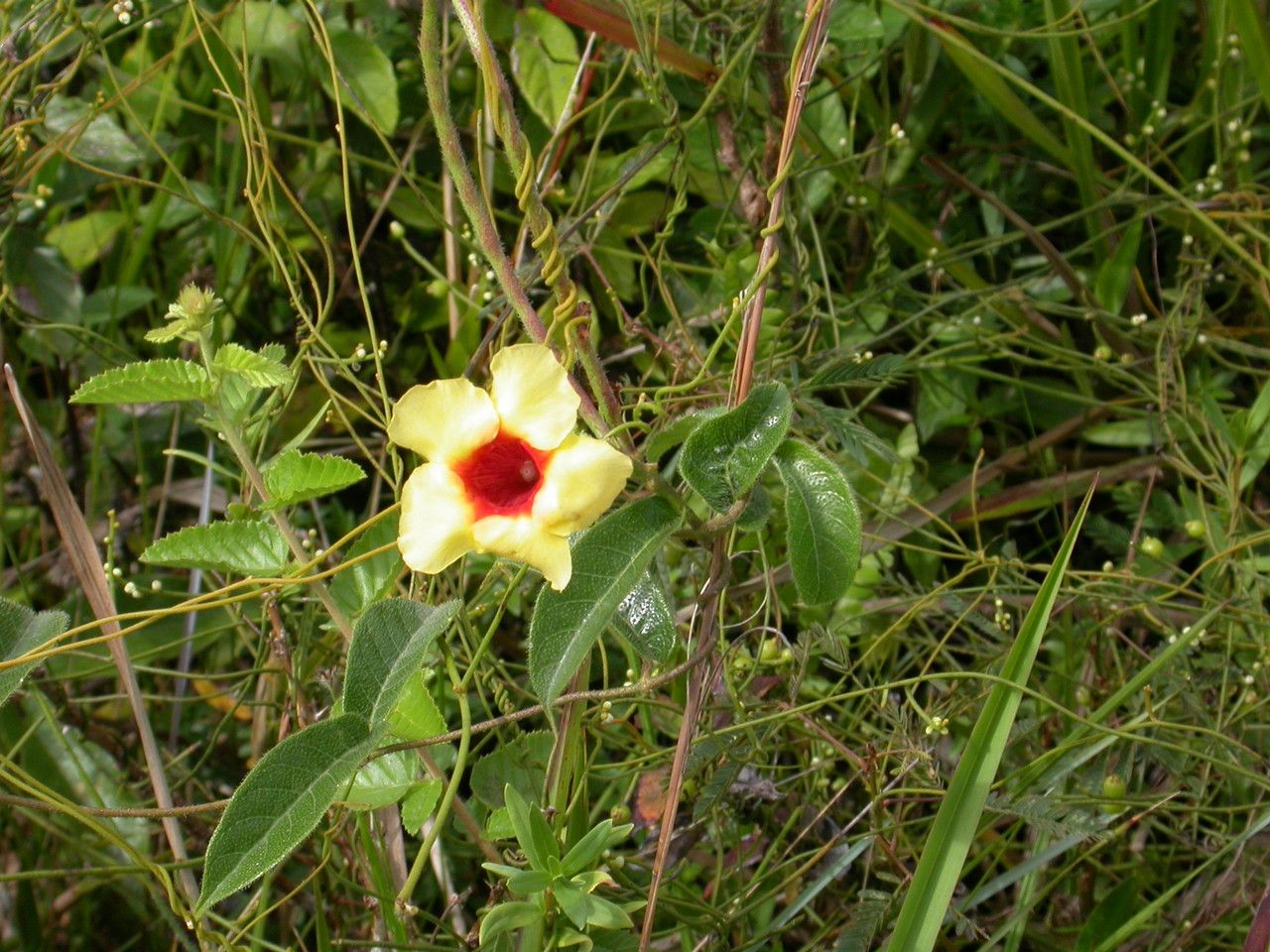 Mandevilla hirsuta flower