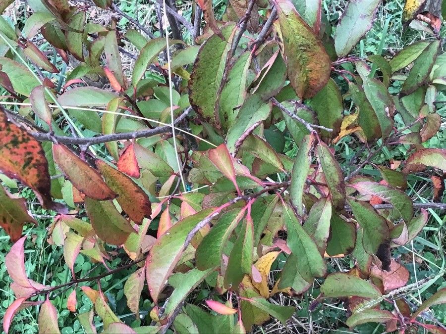 Rehderodendron macrocarpum — houseplant care guide