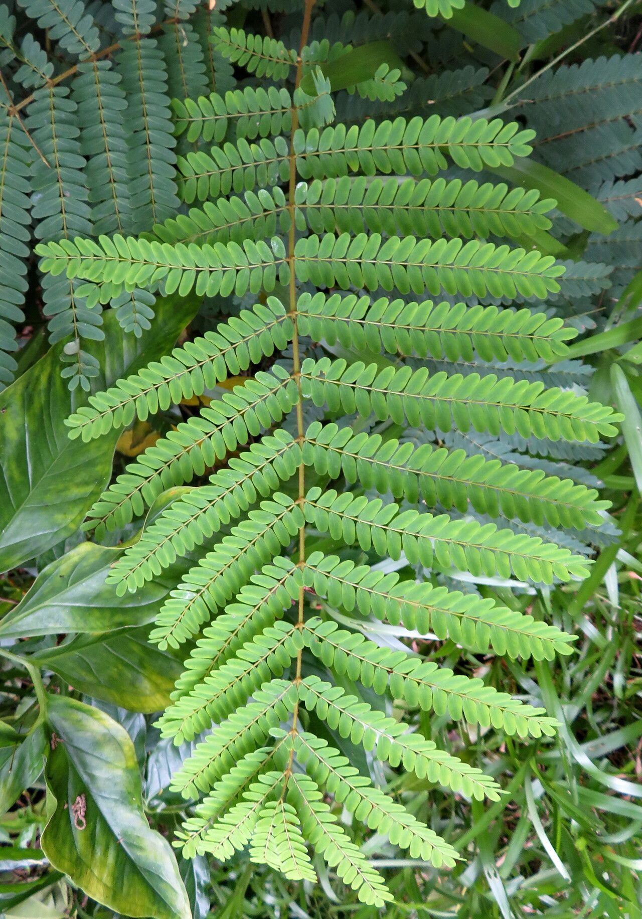 Falcataria falcata leaf