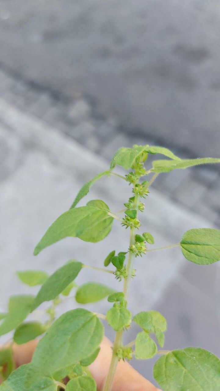Parietaria debilis flower