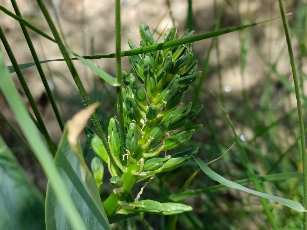 Dipcadi glaucum flower