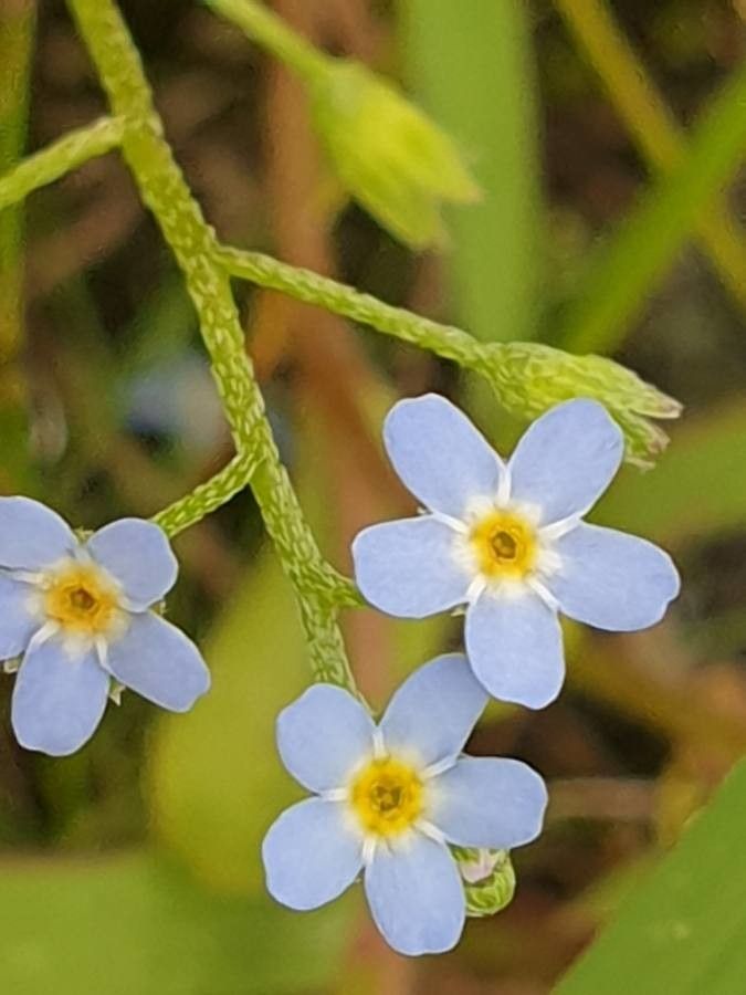 Myosotis laxa flower