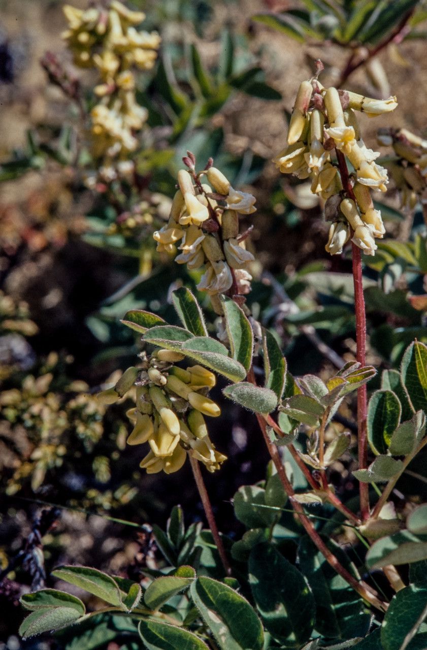 Astragalus frigidus flower