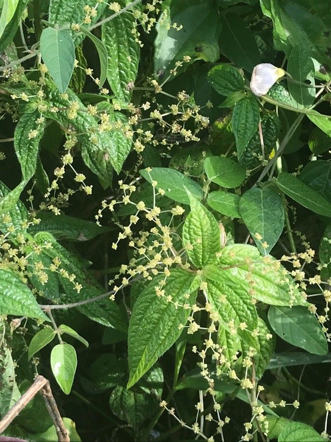 Chamaecrista nictitans fruit