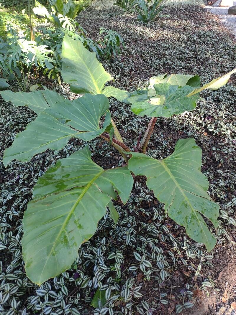 Philodendron melinonii leaf