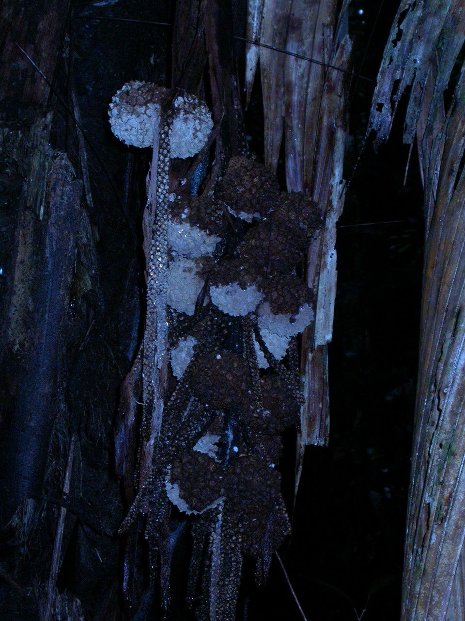 Manicaria saccifera fruit